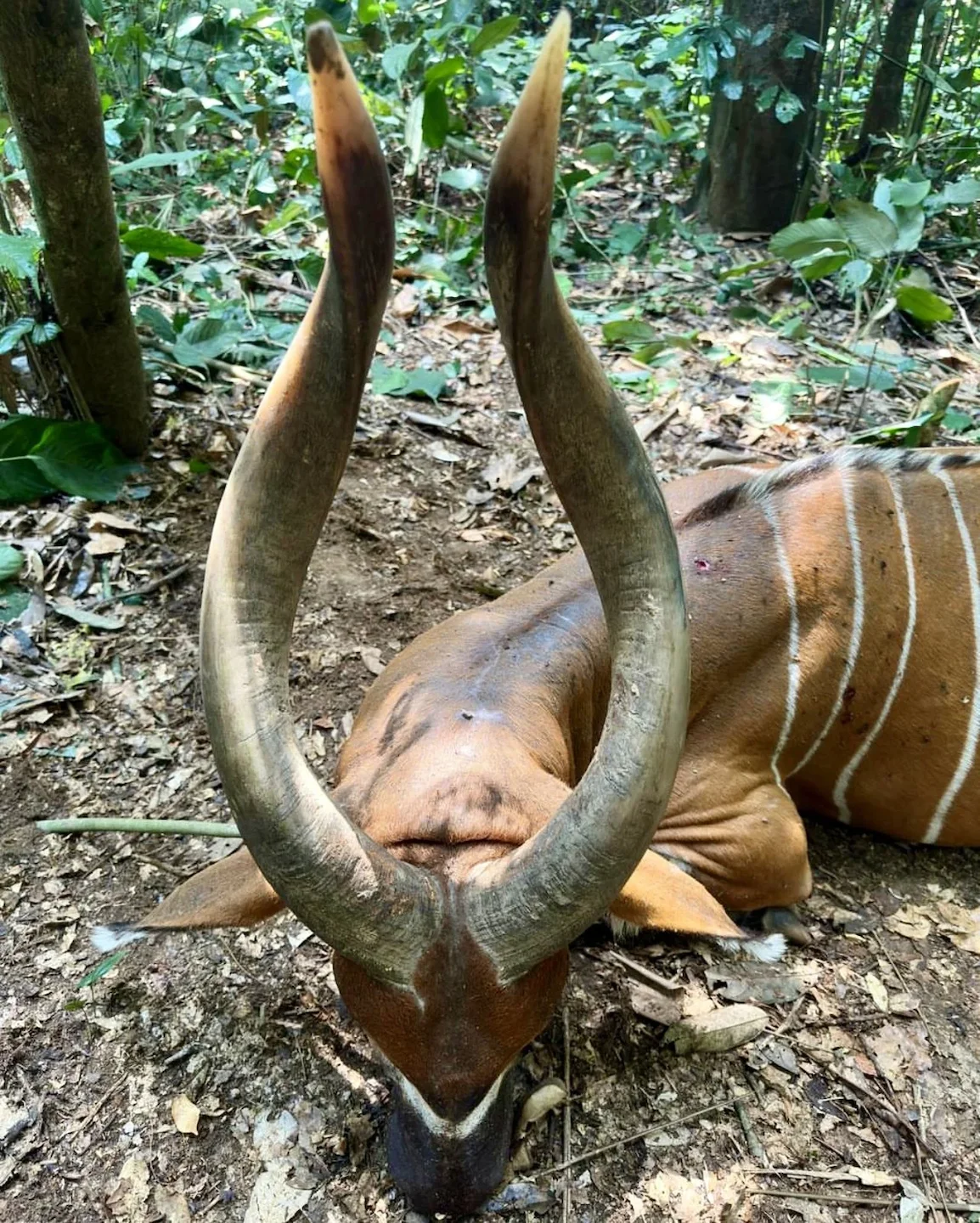Bongo Hunting in Africa: Methods, Locations, Season, Costs.