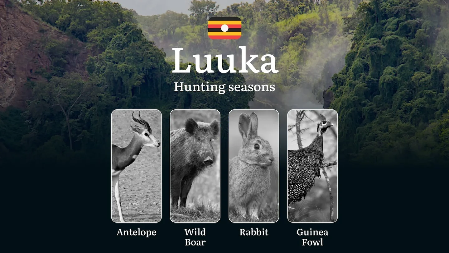 Luuka: Hunting Activity Periods, Protected Species and Seasonal Restrictions, Obtaining a License, Penalties, Expert Adv…