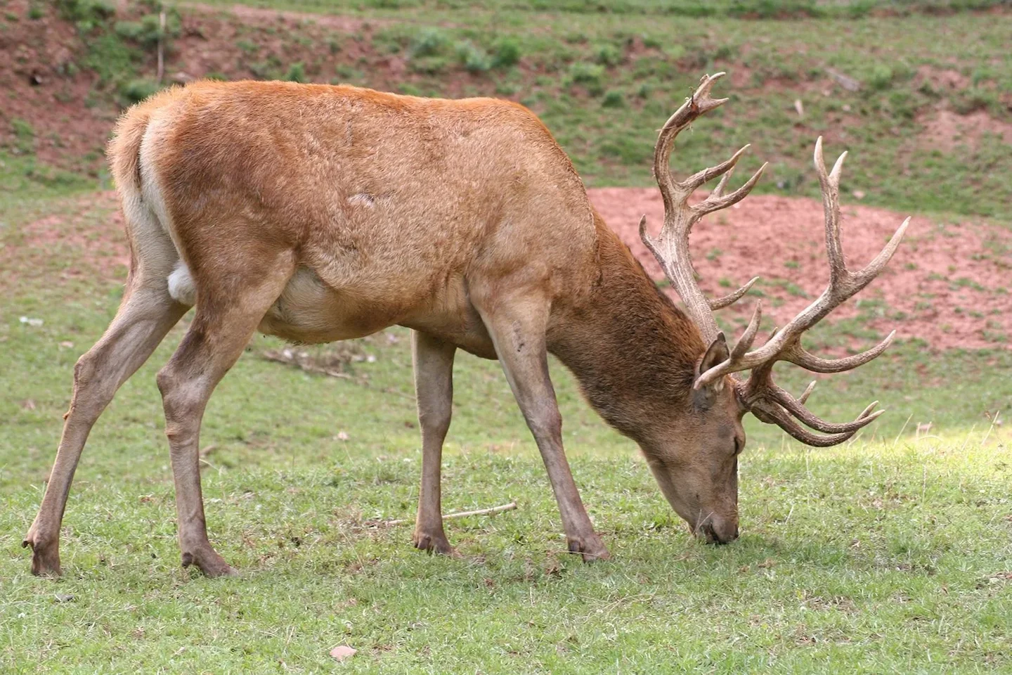 Everything you need to know for hunting: associations and clubs, laws, season, wild landscapes and geography in Kaimanaw…