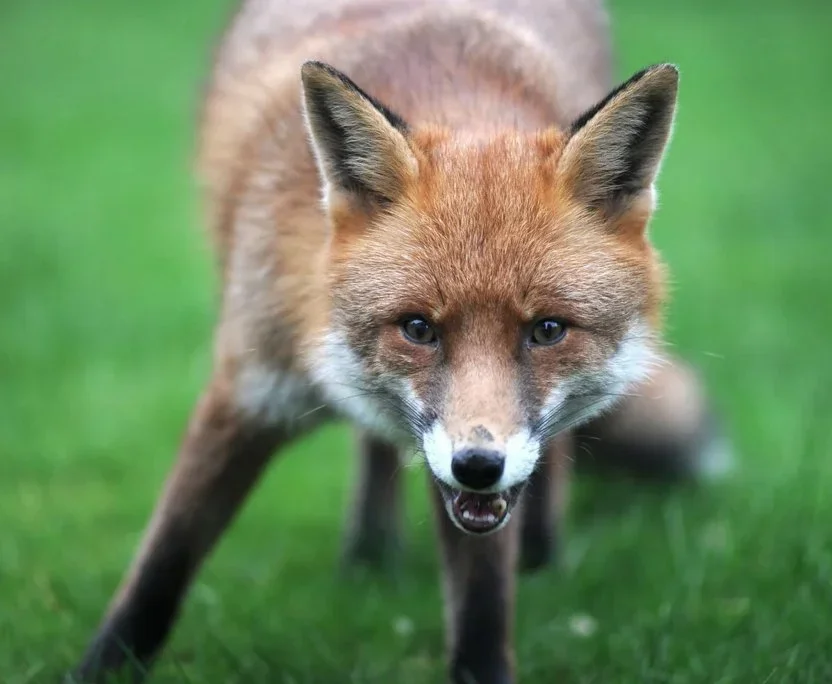 Fox Hunting Rises After Ban Bill Defeat