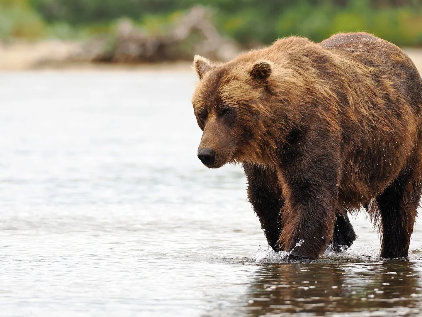Braunbär (Eurasischer Braunbär)