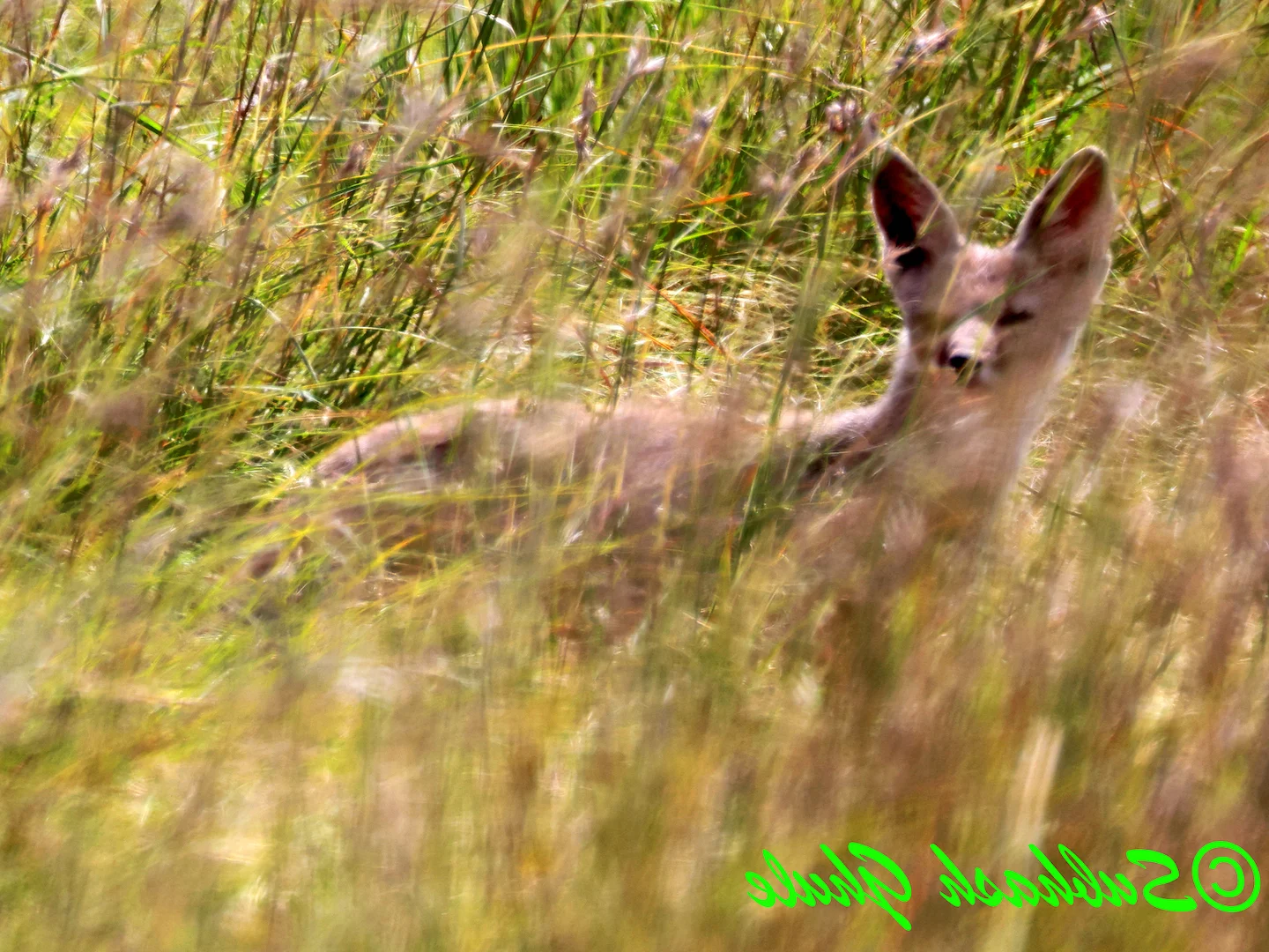 Photo of Indiese jakkals (Vulpes bengalensis)