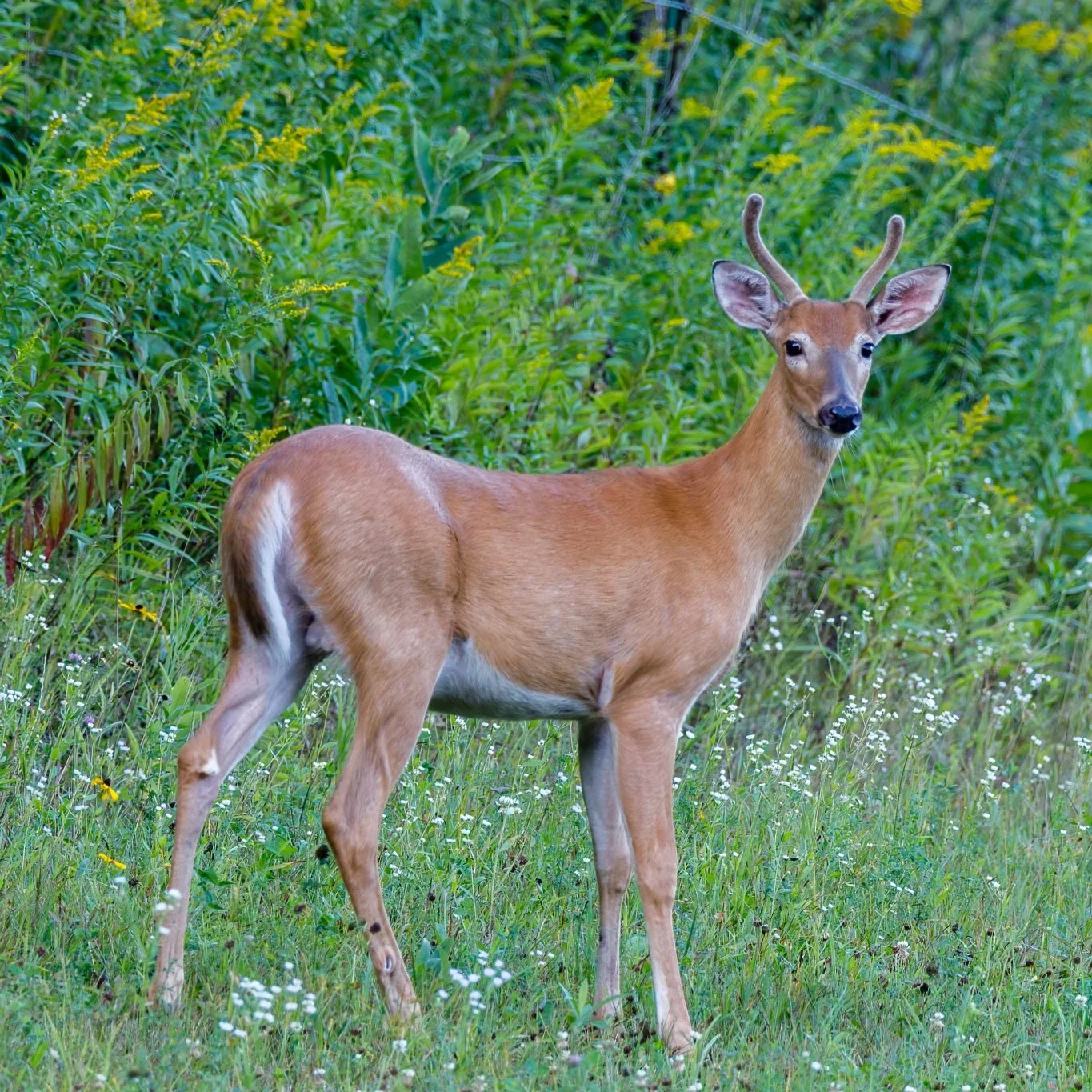 Deer Hunting Incident Near Cirencester Prompts Police Appeal After Young Deer Flee Onto Road