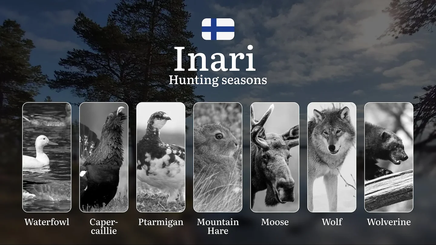 Hunting Seasons in INARI: Mandatory Licenses, General Regulations, Optimal Hunting Periods, Restrictions & Key Season Ru…