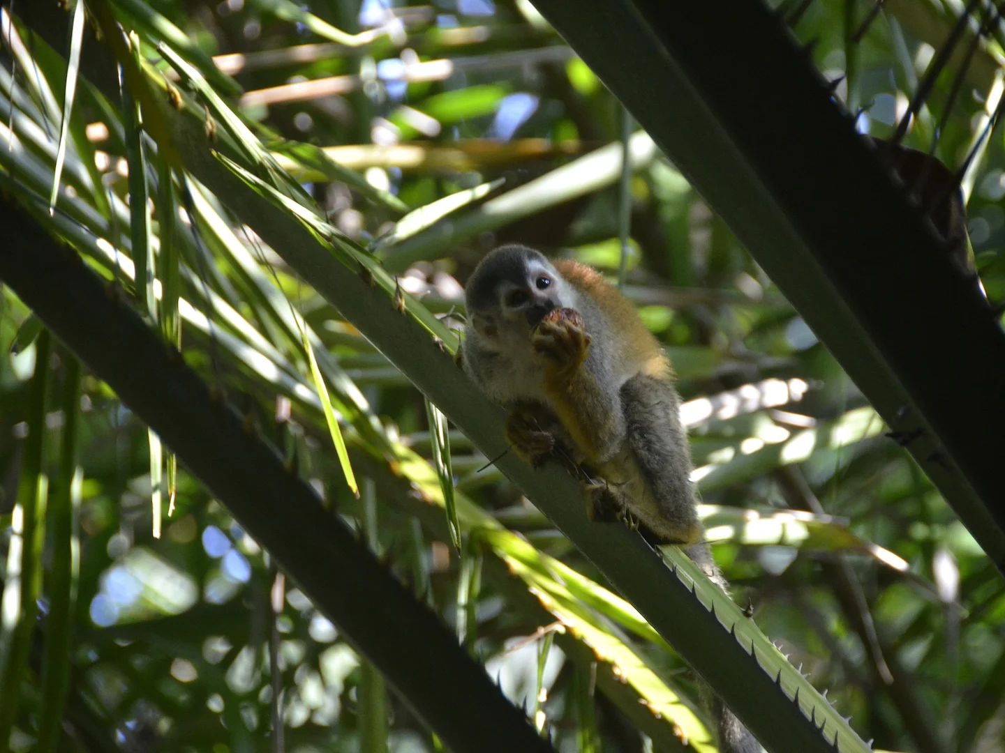 Photo of Sentraal-Amerikaanse eekhoringaap (Saimiri oerstedii)