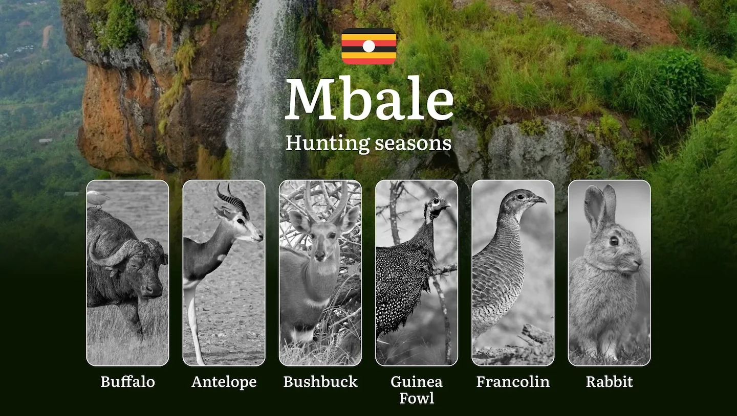 Hunting Access Dates in Mbale: Key Hunting Periods for All Species, Restricted Areas, Rules and Exceptions, Getting Your…