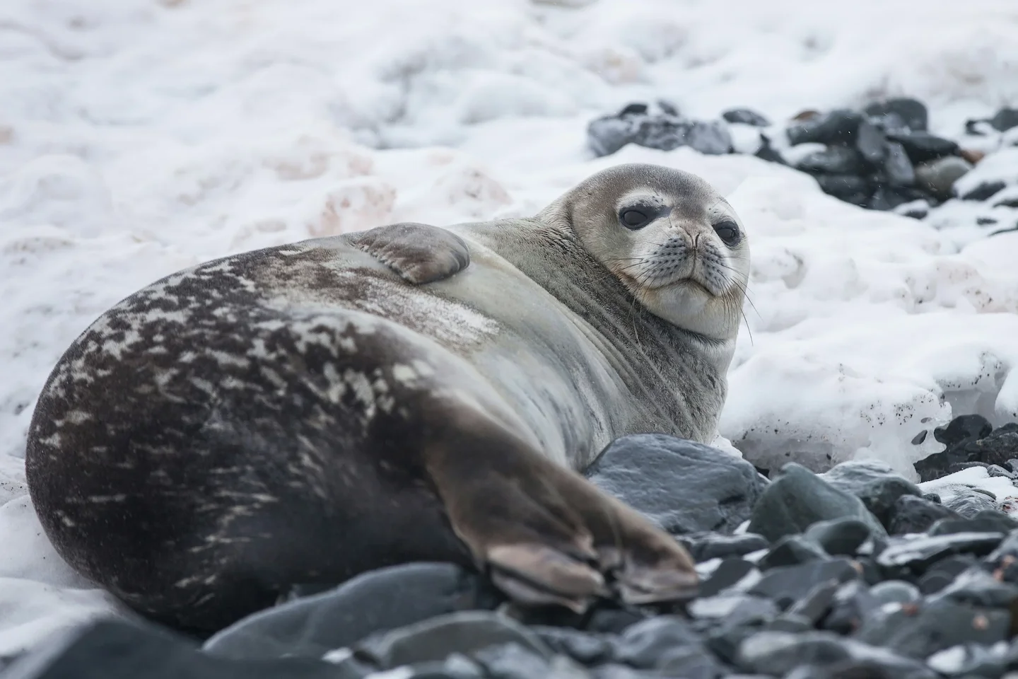La chasse dans les ÎLES ARCTIQUES au Canada: Caractéristiques géographiques, traditions ancestrales et législation spéci…