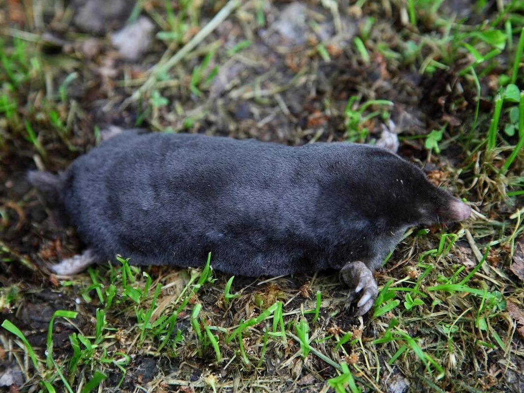 Photo of Altai-aardvark (Talpa altaica)