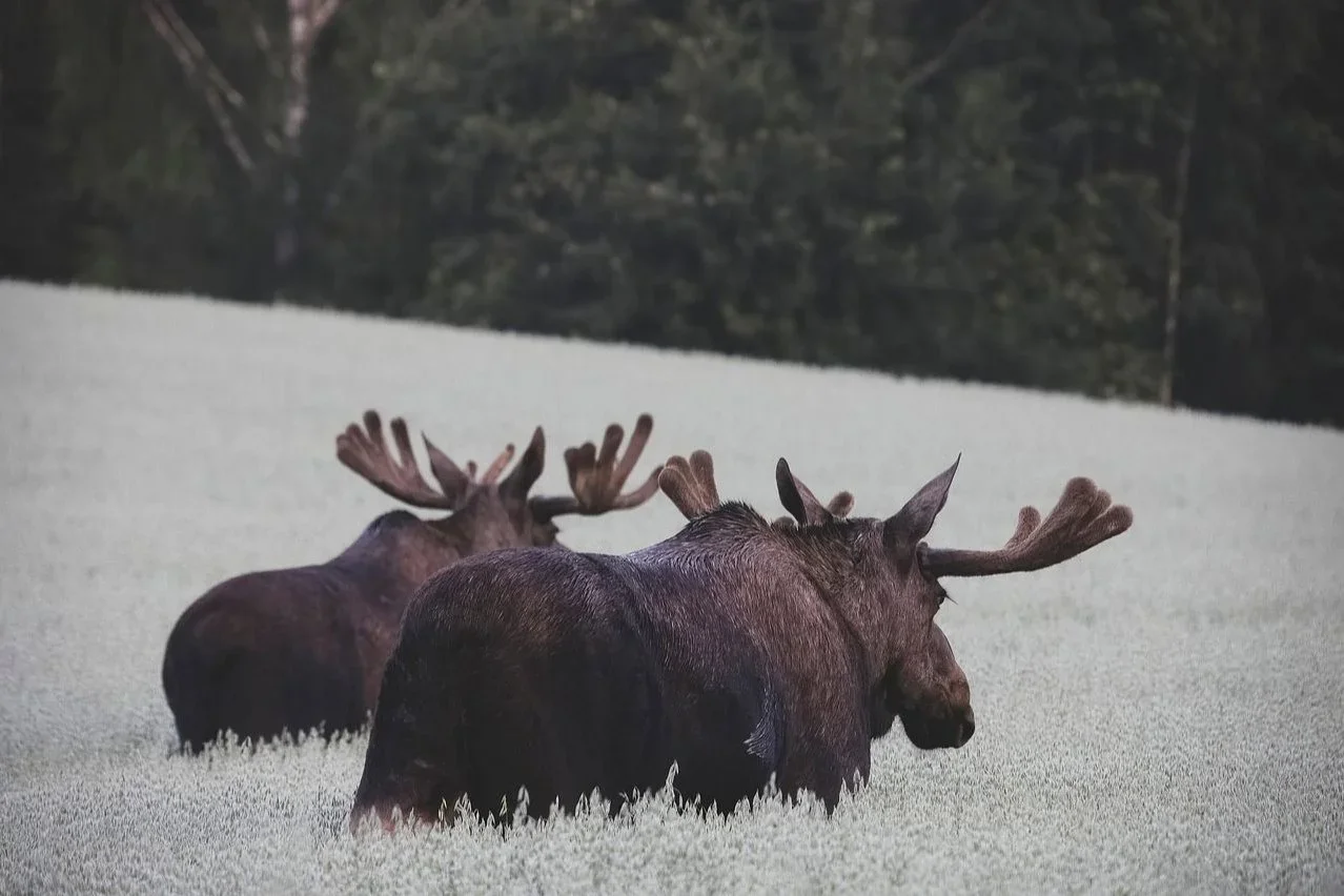 Ultimate Guide to Moose Hunting Area Permits in Finland — Apply in January for Autumn Moose Hunting