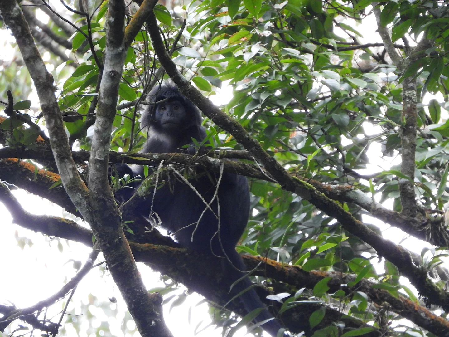 Photo of Java-lutung (Trachypithecus auratus)