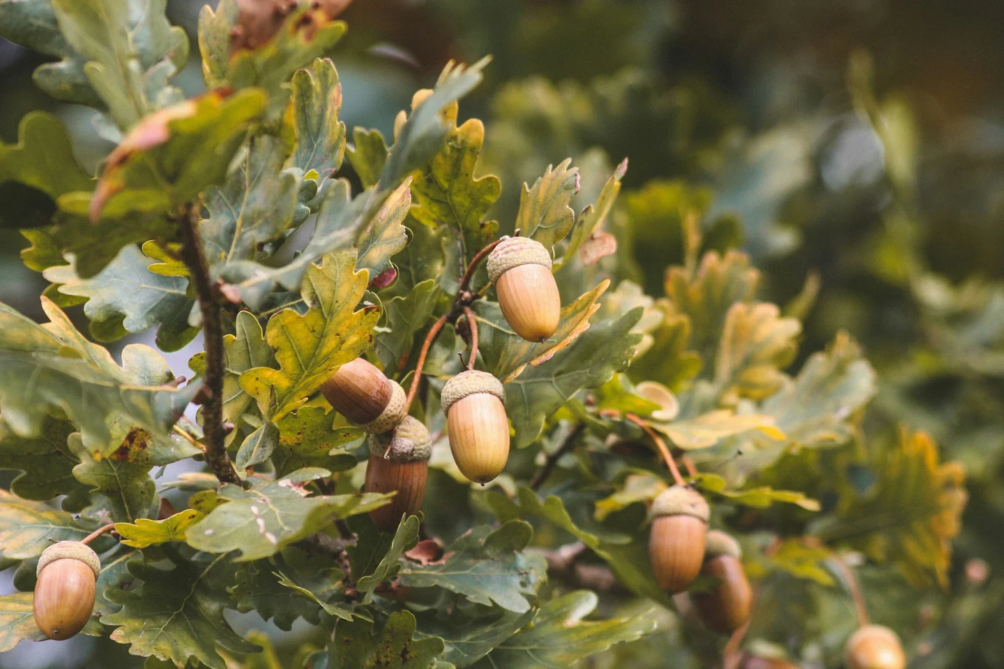 Cher: un cultivateur clandestin sacrifie vingt chênes pour planter du cannabis en forêt