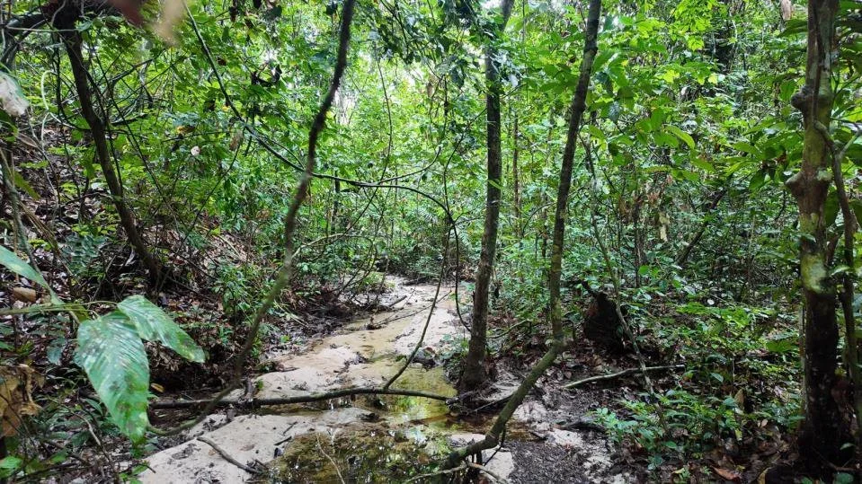 From Malta to the Jungle: A Young Conservationist's Bonobo Mission in Congo's Heart