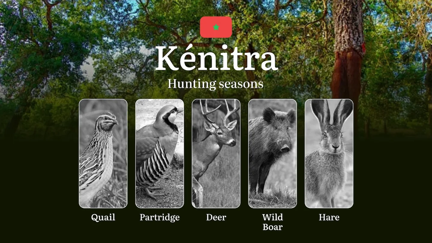 Hunting Seasons in Kénitra: Regulations, Permits, and Best Times for Hunting