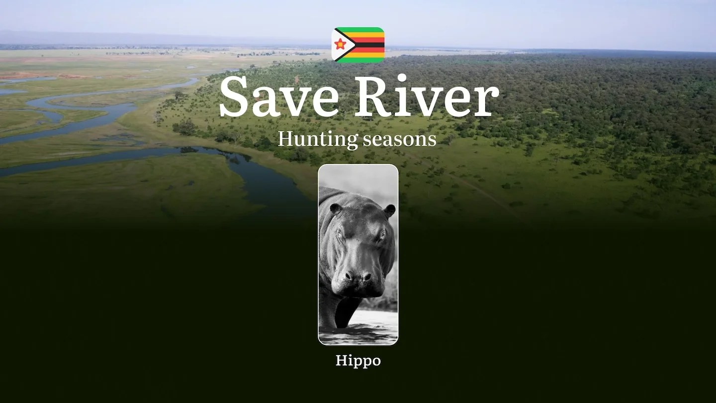 Hippo Hunting Seasons in SAVE RIVER, Zimbabwe: Dates and Seasons of Hunting, Regulations, Permits, and Tips for Hunters