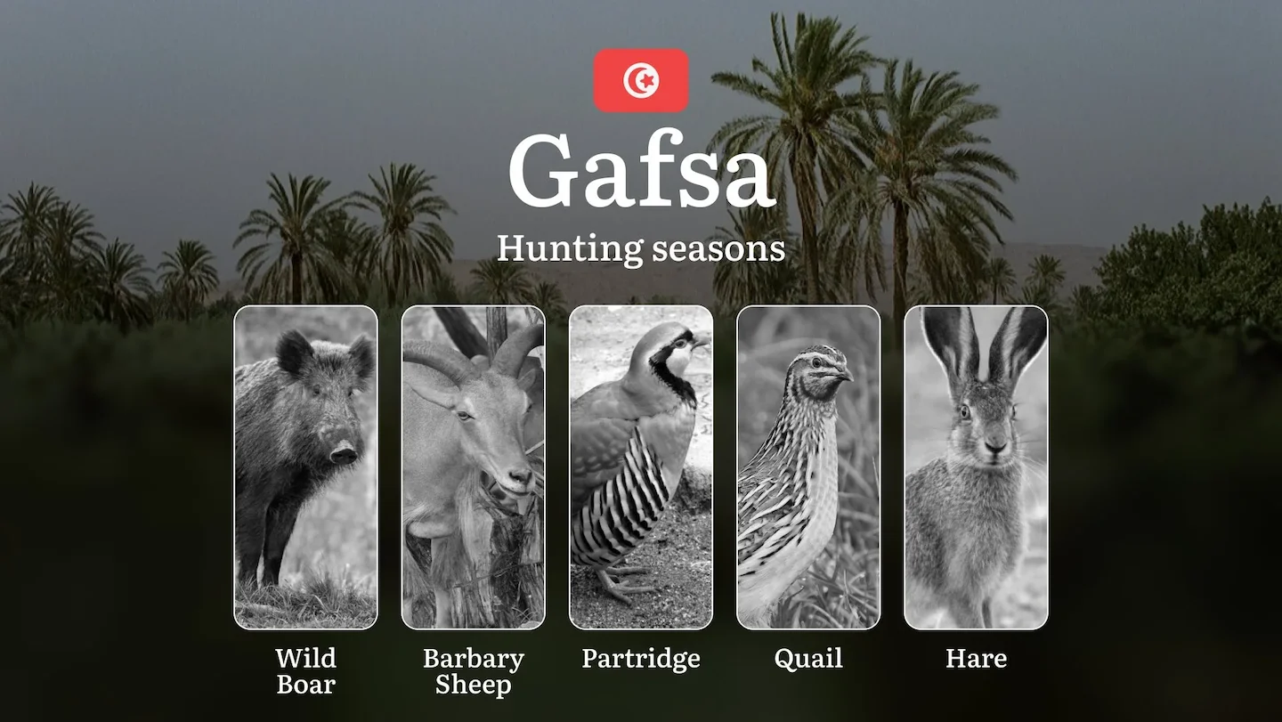 Hunting Seasons in GAFSA: Key Periods, General Rules, Seasonal Variations, Licensing Process and Practical Recommendatio…