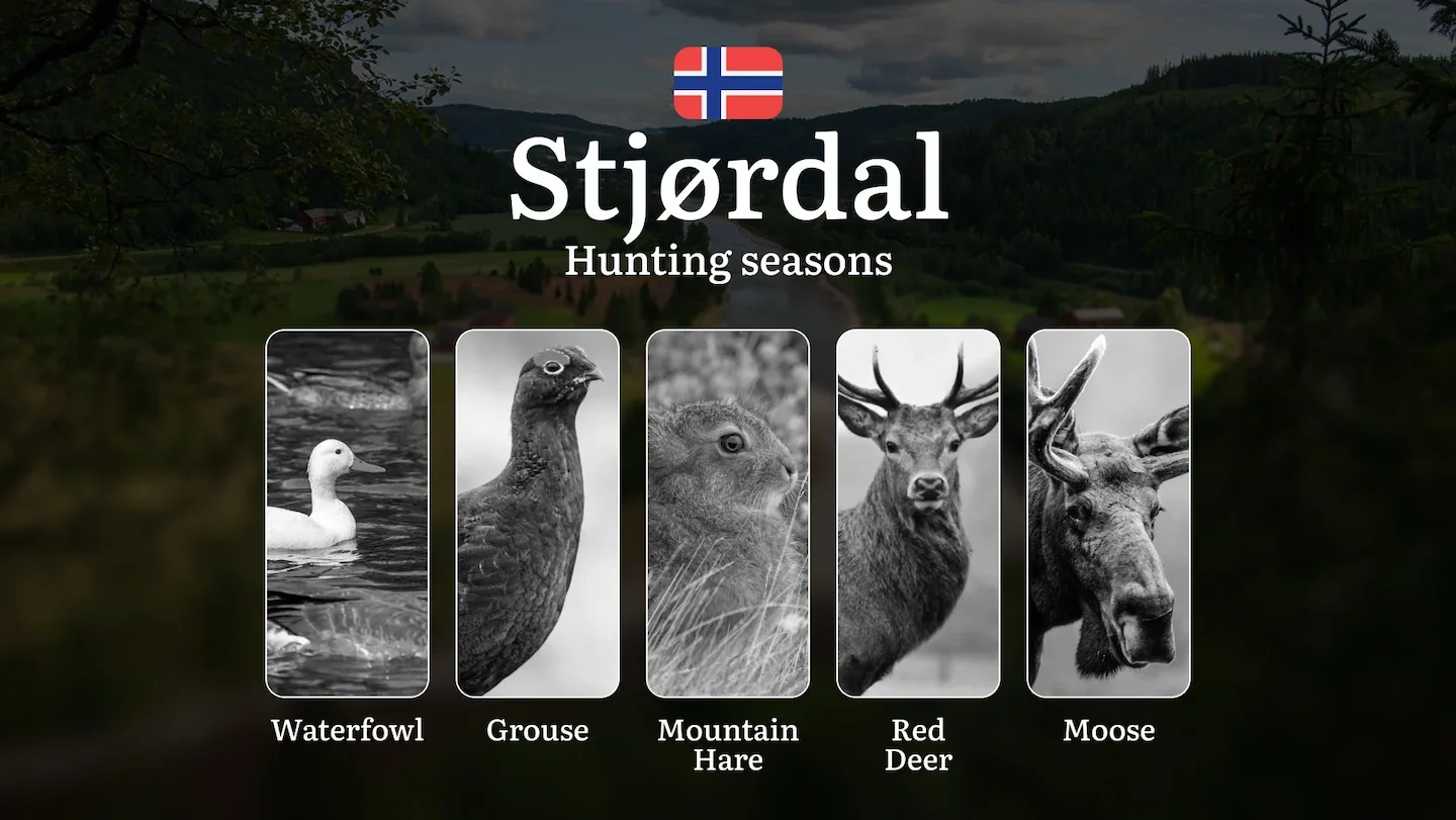 Hunting Seasons in Stjørdal: Regulations, Permits, and Time for Hunting, Documents and Organizations