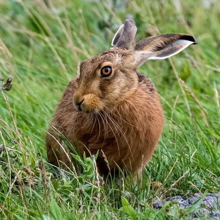 Illegal Hare Hunters Caught in Offaly