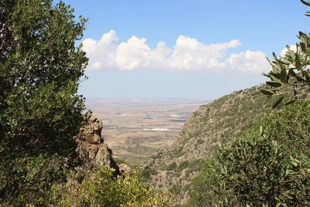 Fieldcraft in MONASTIR: Approach to Game and Tactical Behavior, Hunter Circles and Regional Clubs, Legislation of Tunisi…