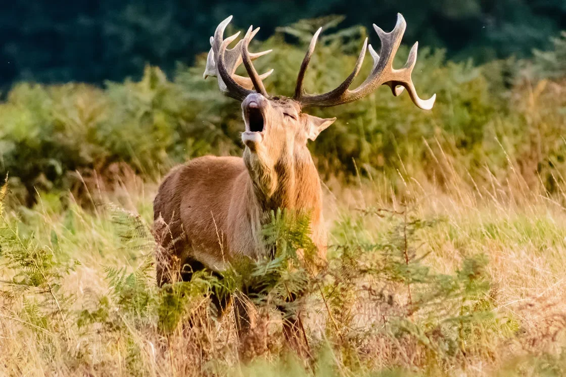 Jagd im Bezirk Neuchâtel (Kanton Neuenburg), Schweiz: Merkmale, Bevölkerung, Jagdstrategien, Wildarten, Jagdsaisons, Jag…