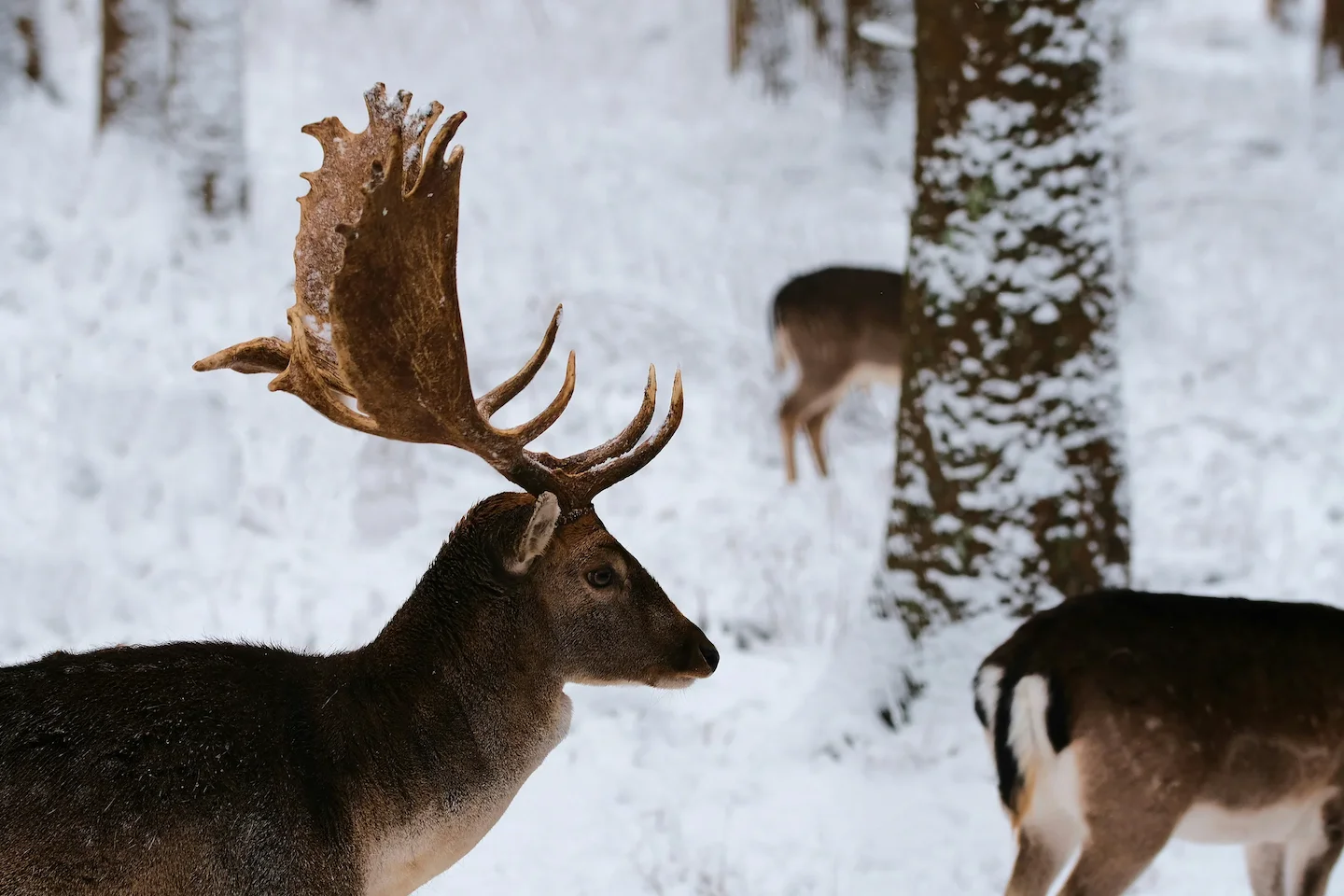 Hunting in NOVA SCOTIA (N.S.): Geographical characteristics in Nova Scotia, Demographics, Associations and Clubs, Laws a…