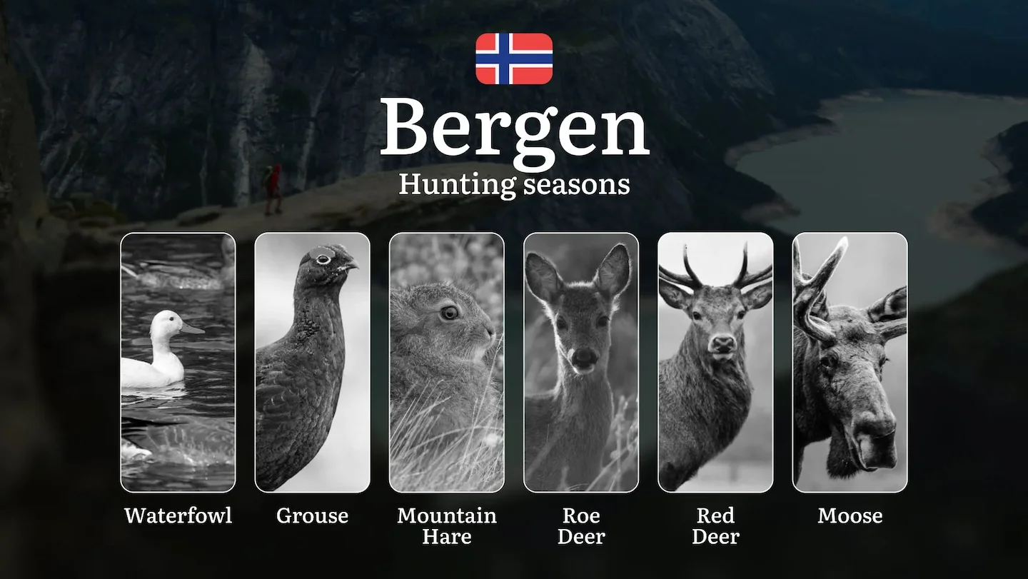 Hunting Seasons in Bergen: Restrictions, Bans, and Protected Species, Choosing Timing, Gear, and Tactics