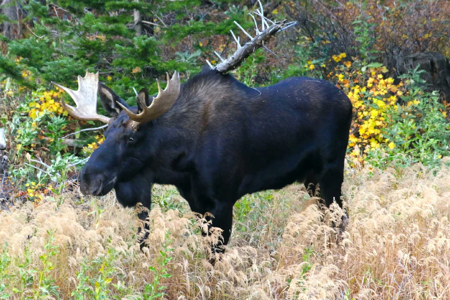 Manitoba: la Nation crie Pimicikamak lance un appel judiciaire contre la réduction des permis de chasse à l'orignal