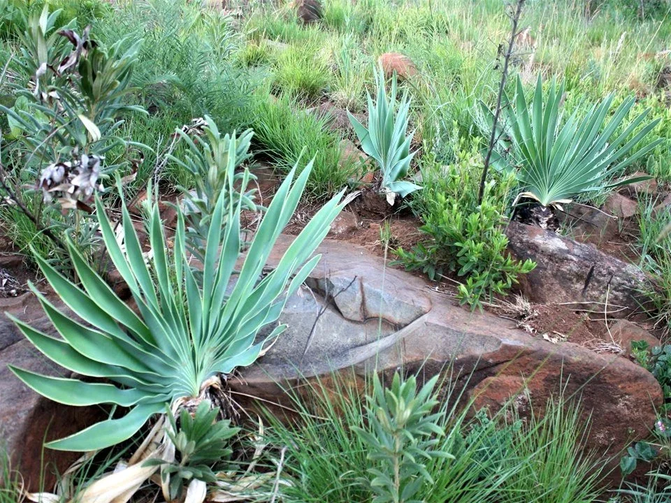 World’s Oldest Poisoned Arrows Unearthed in South Africa