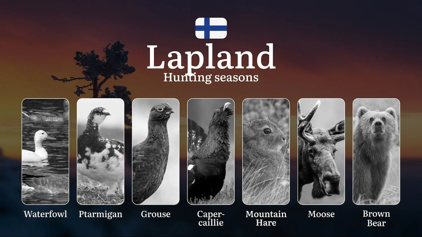 Hunting Seasons in Lapland: Key Hunting Periods, Restrictions and Protected Species, Required Licenses and Practical Rec…