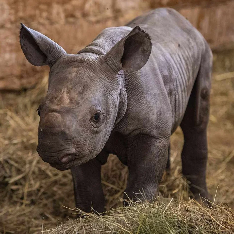 Chris Packham Demands Answers as UK Trophy Hunters Import Parts of Critically Endangered Species