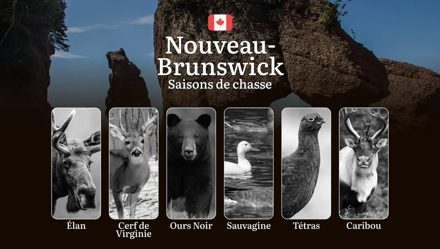 Saisons de chasse au NOUVEAU-BRUNSWICK: Règles officielles, périodes à connaître
