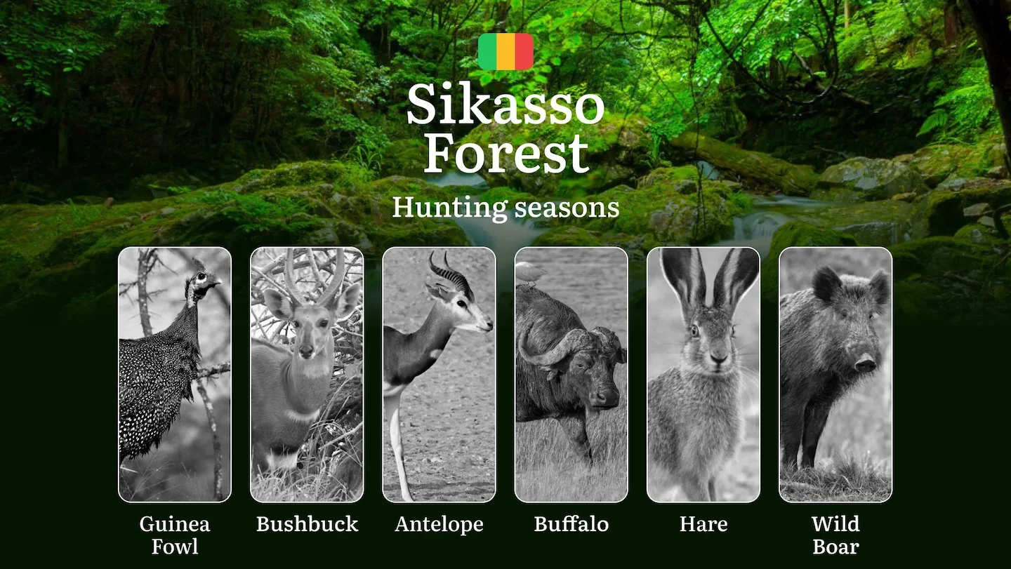 Hunting Season Dates in Sikasso Forest: Hunting Periods, Species and Season Bans, Joining the Hunt, Getting Licensed, Pe…