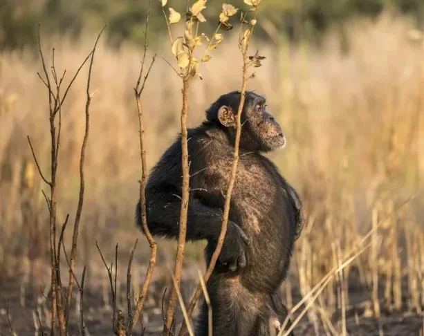 Spear-Wielding Chimps in Senegal: A Glimpse into Prehistoric Hunting
