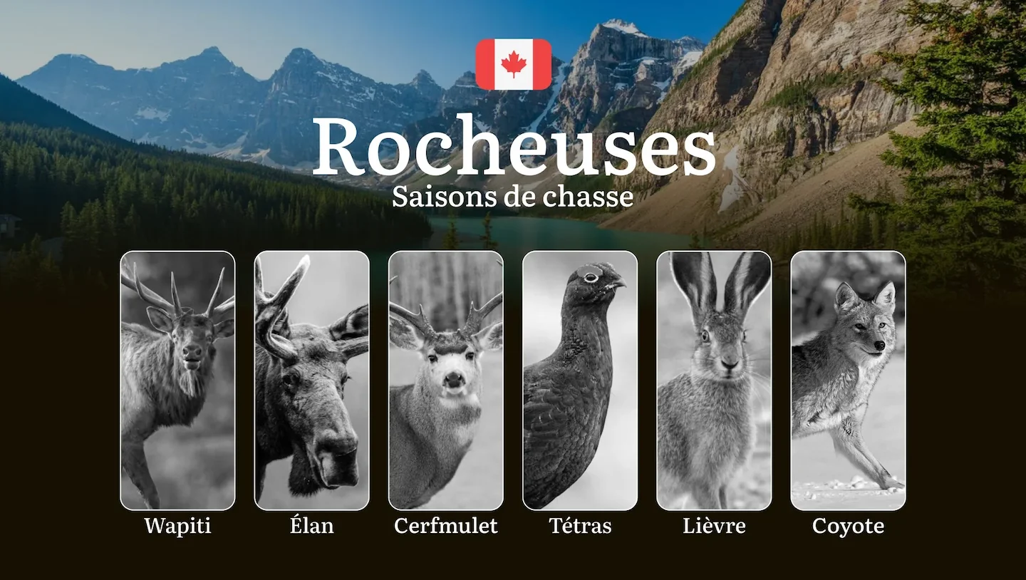 Saisons de chasse dans les ROCHEUSES canadiennes: périodes, réglementations à connaître