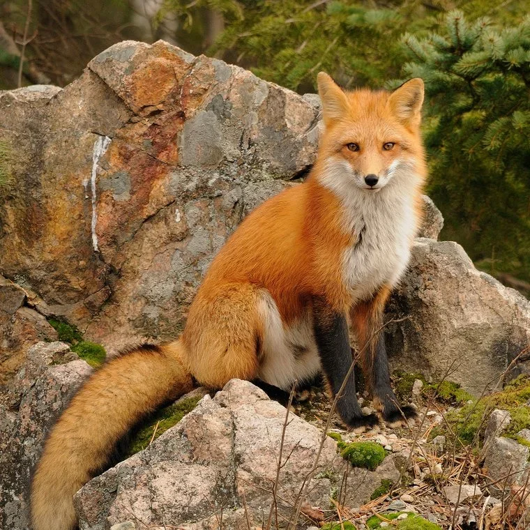 Illegal Fox Hunting Investigation in the UK Sees New Arrests as Police Expand Probe