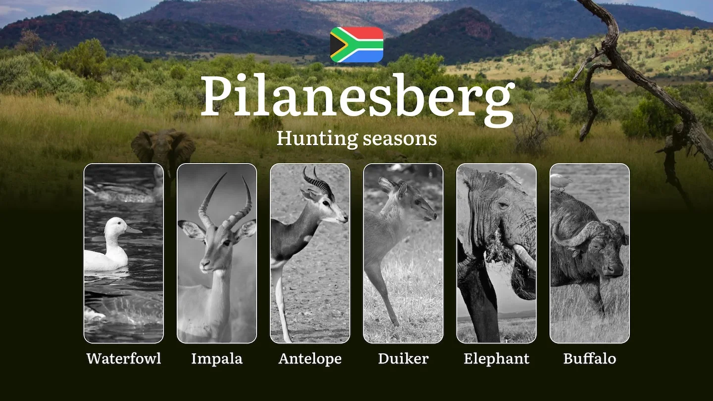 Hunting Timing in South Africa, Pilanesberg Region: Seasons, Rules and Regulations of Hunting, Permits and Tactics for H…