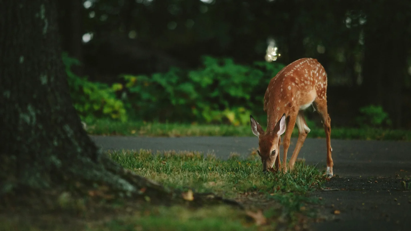 Truro Deer Hunt 2025: Record Harvest Raises Questions About Population Trends