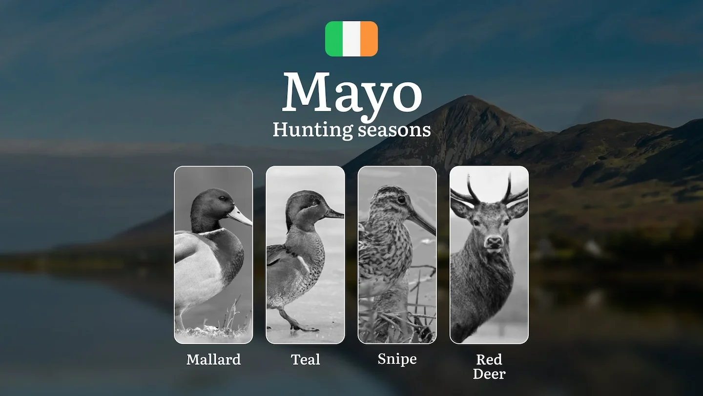 Beyond the Calendar: How MAYO'S Extreme Weather and Ancient Landscapes Shape the Perfect Hunt