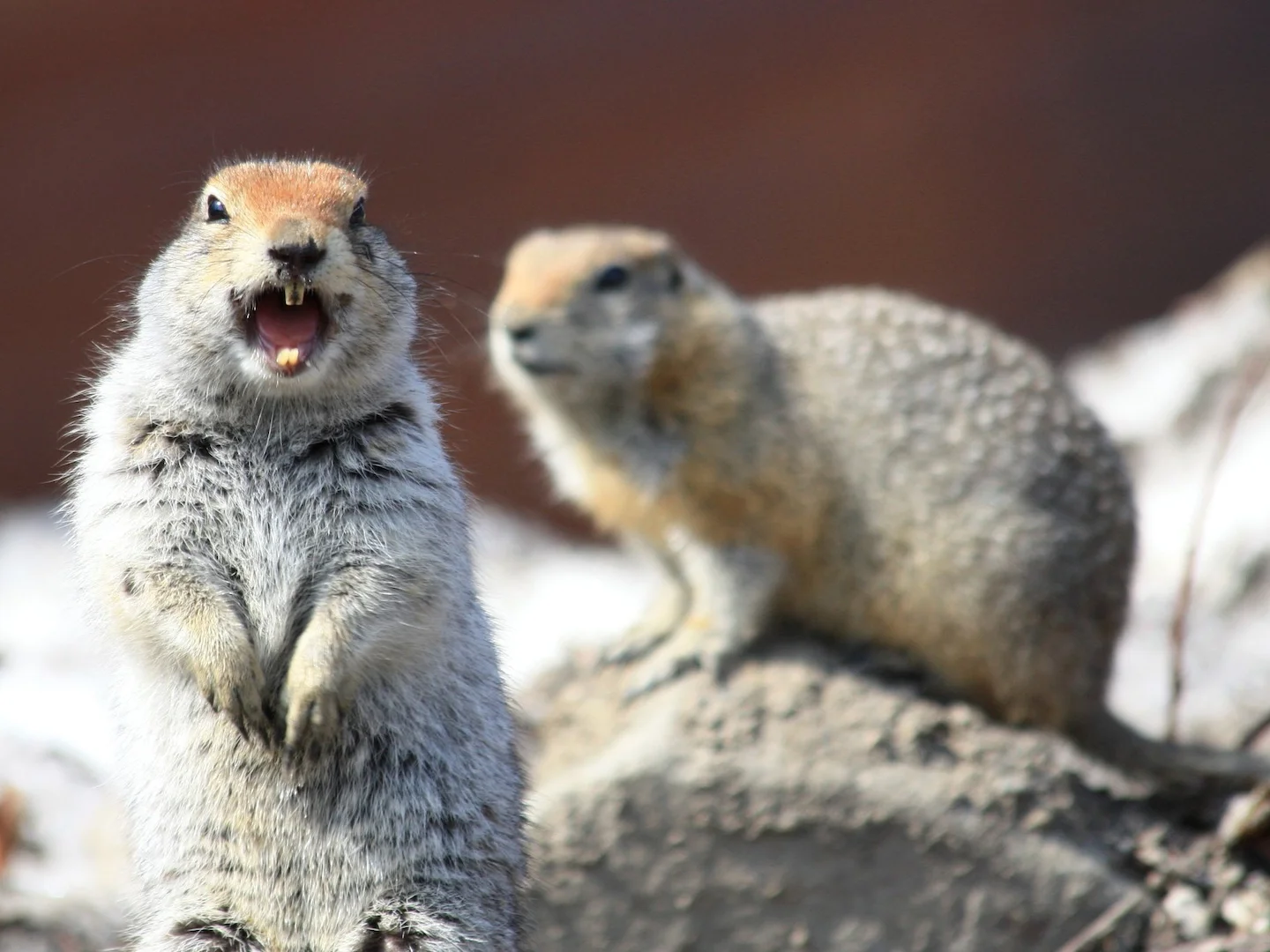 Photo of Arktiese grondseekat (Urocitellus parryii)