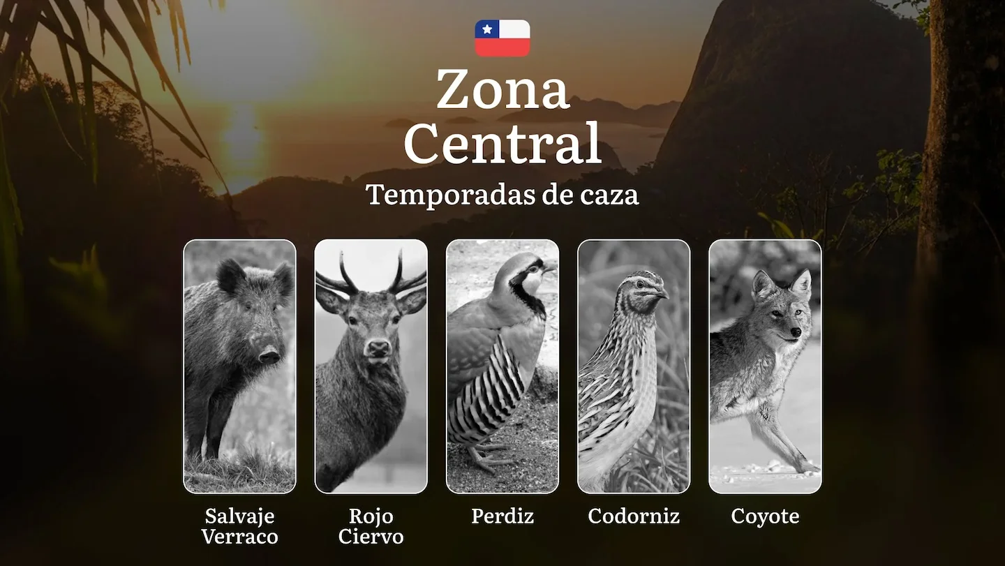 Temporadas de caza en la Zona Central de Chile: fechas, reglas y consejos para cazadores, mejores épocas, lugares y táct…