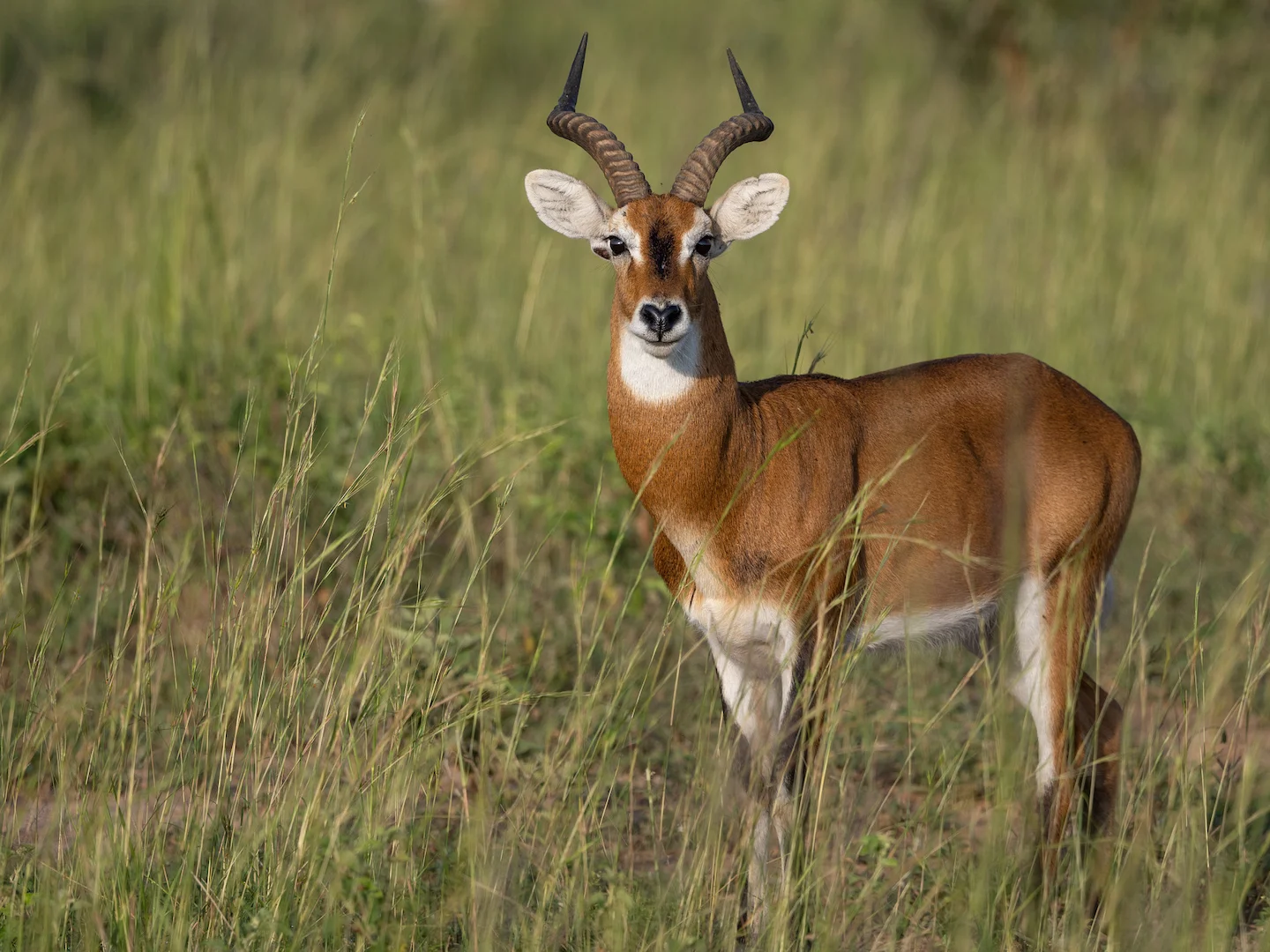 Kob dell'Uganda