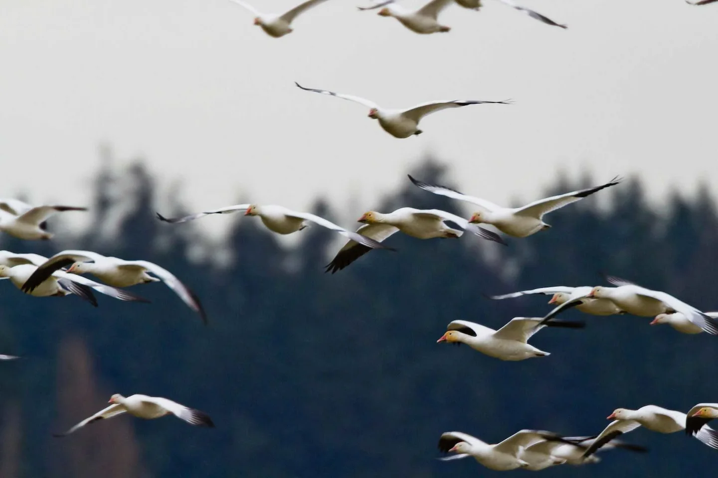 Quebec Hunter Fined $20,000, Receives 6-Year Ban for Snow Goose Violations