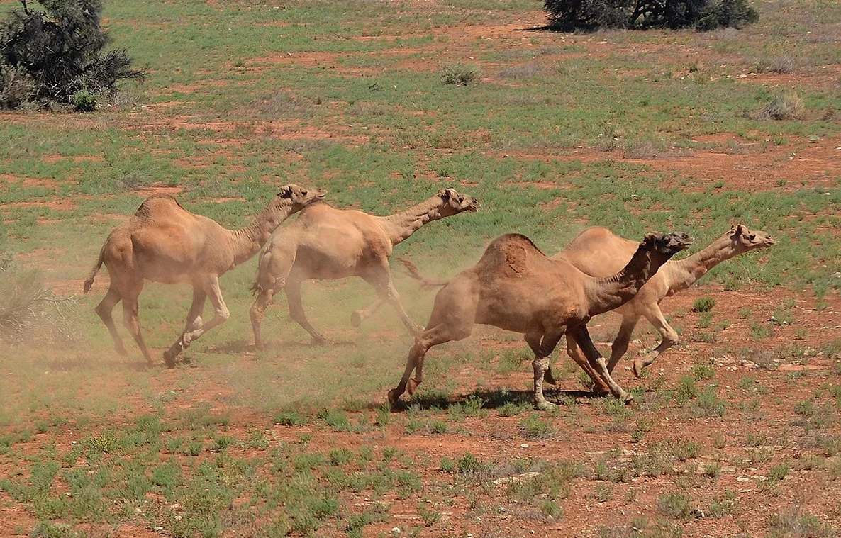 Tombouctou’s Untamed Frontier: Navigating Security Risks and Hunting Opportunities in Africa’s Wild Heart