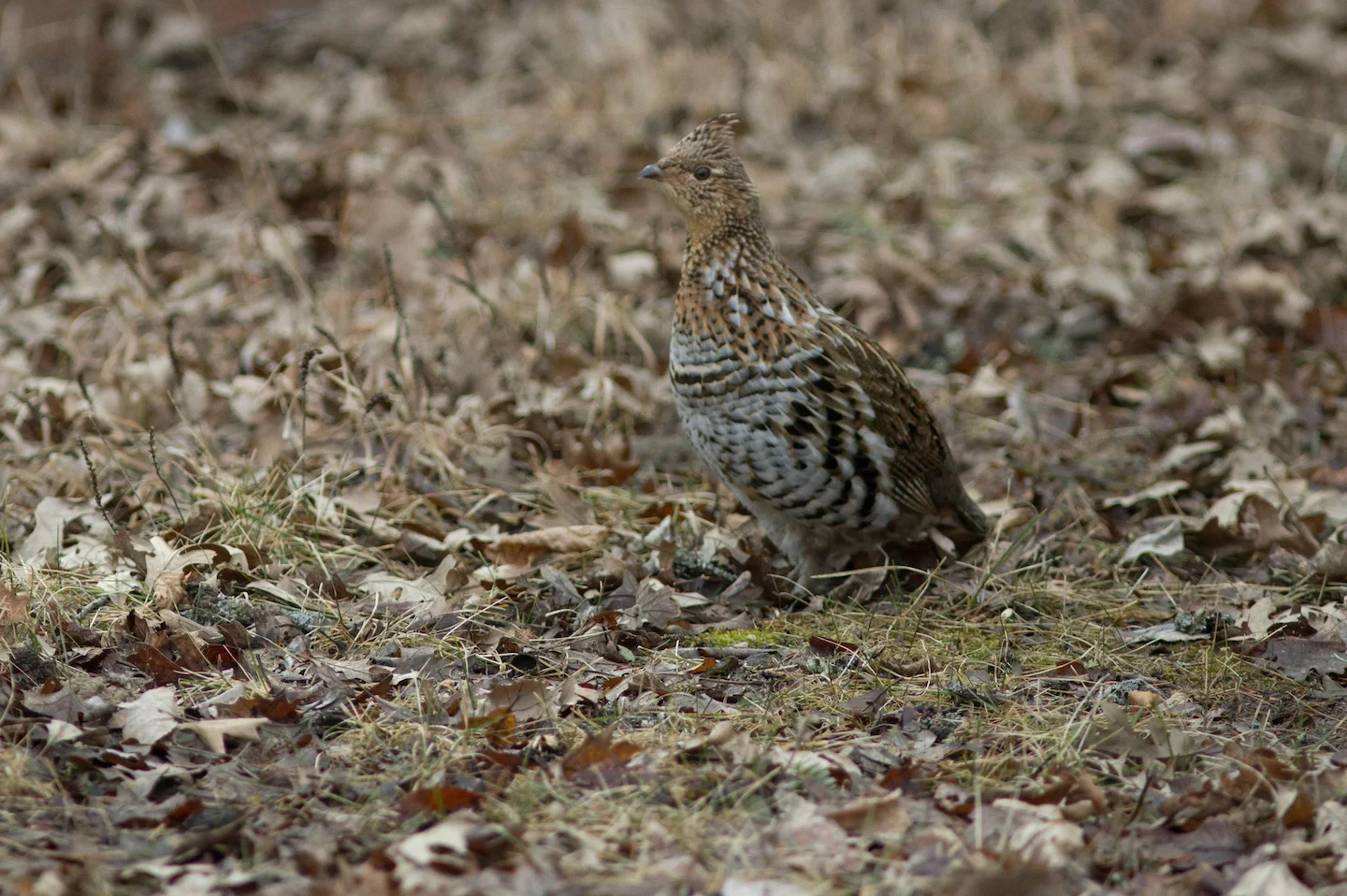 Amende de 1 000 $ pour chasse dangereuse en Ontario: un chasseur sanctionné pour négligence