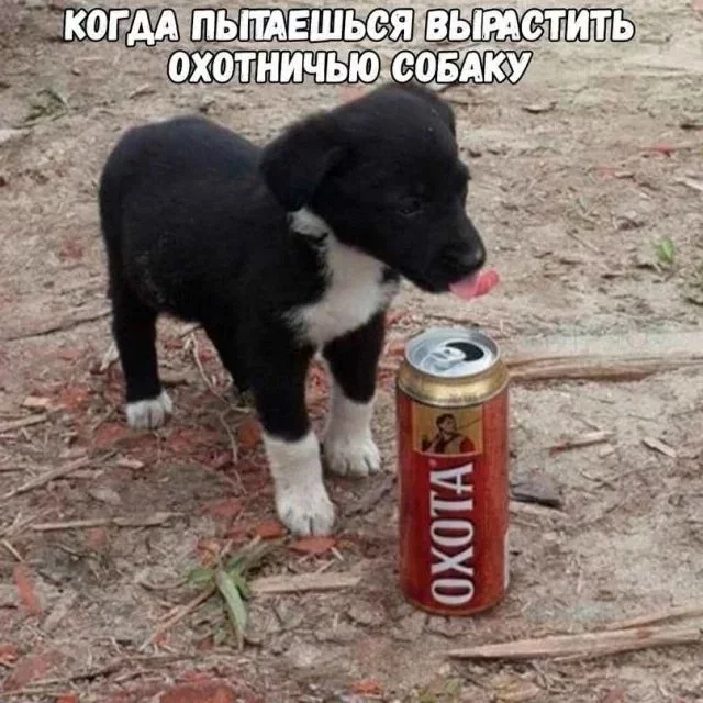 Охота дикая добавил(-а) 1 фото