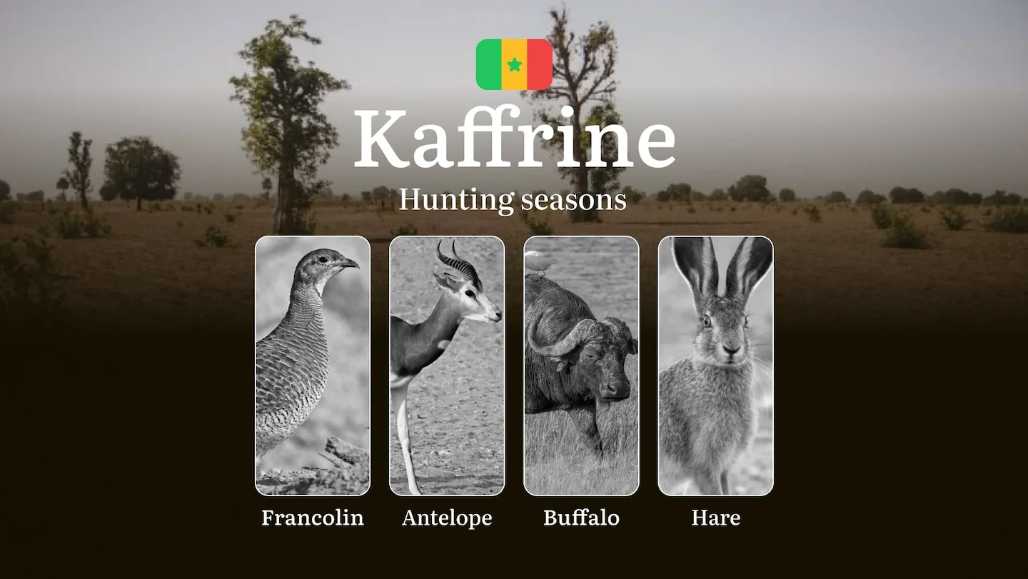 Hunting Seasons in Senegal: Time and Dates of Hunting, Restrictions and Bans, Tactics for Hunting in the KAFFRINE Region…