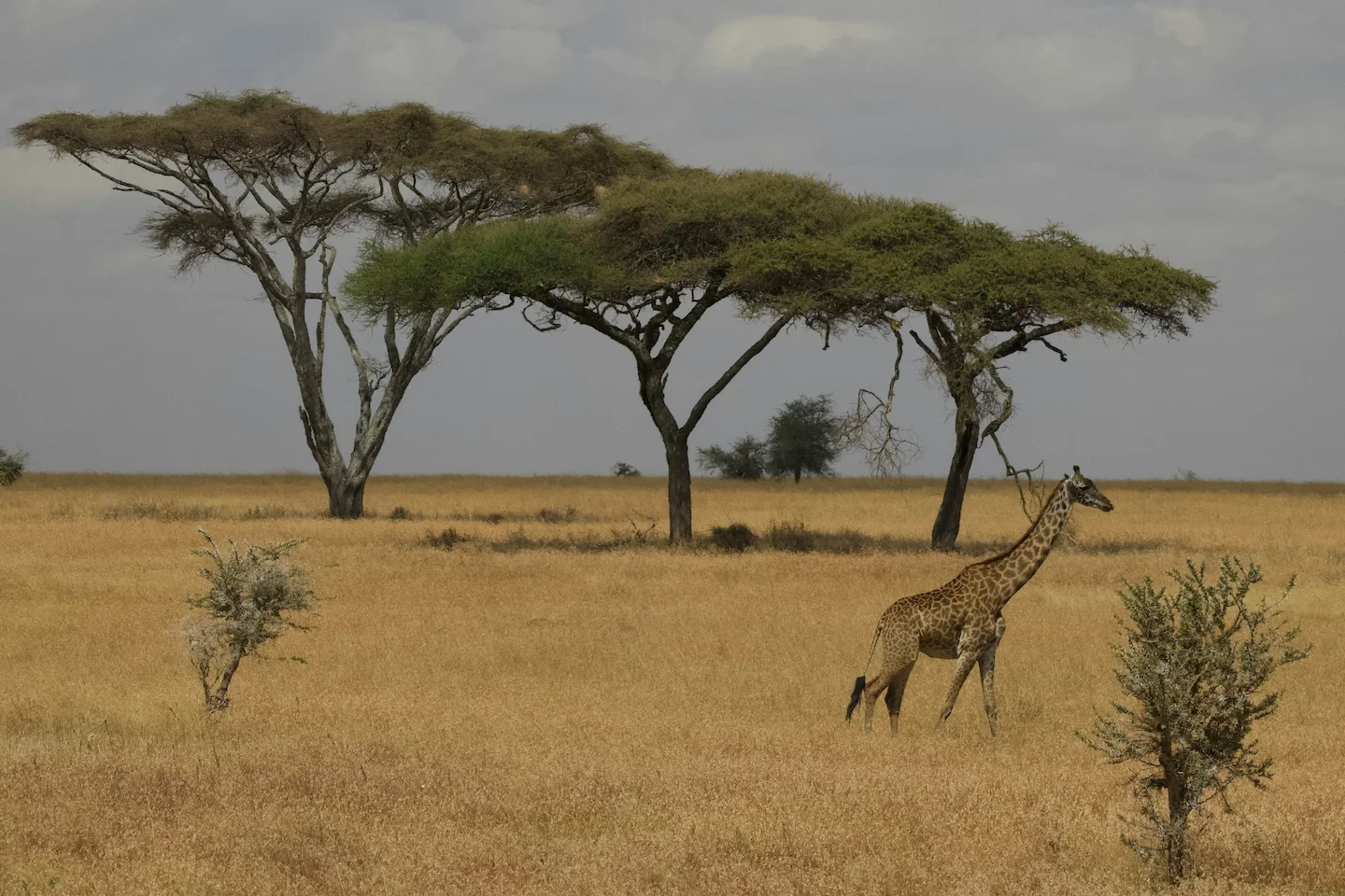 Safari Beyond the City: Seasons, Laws, Clubs. Exploring the Thrills of Hunting in the Bamako Region