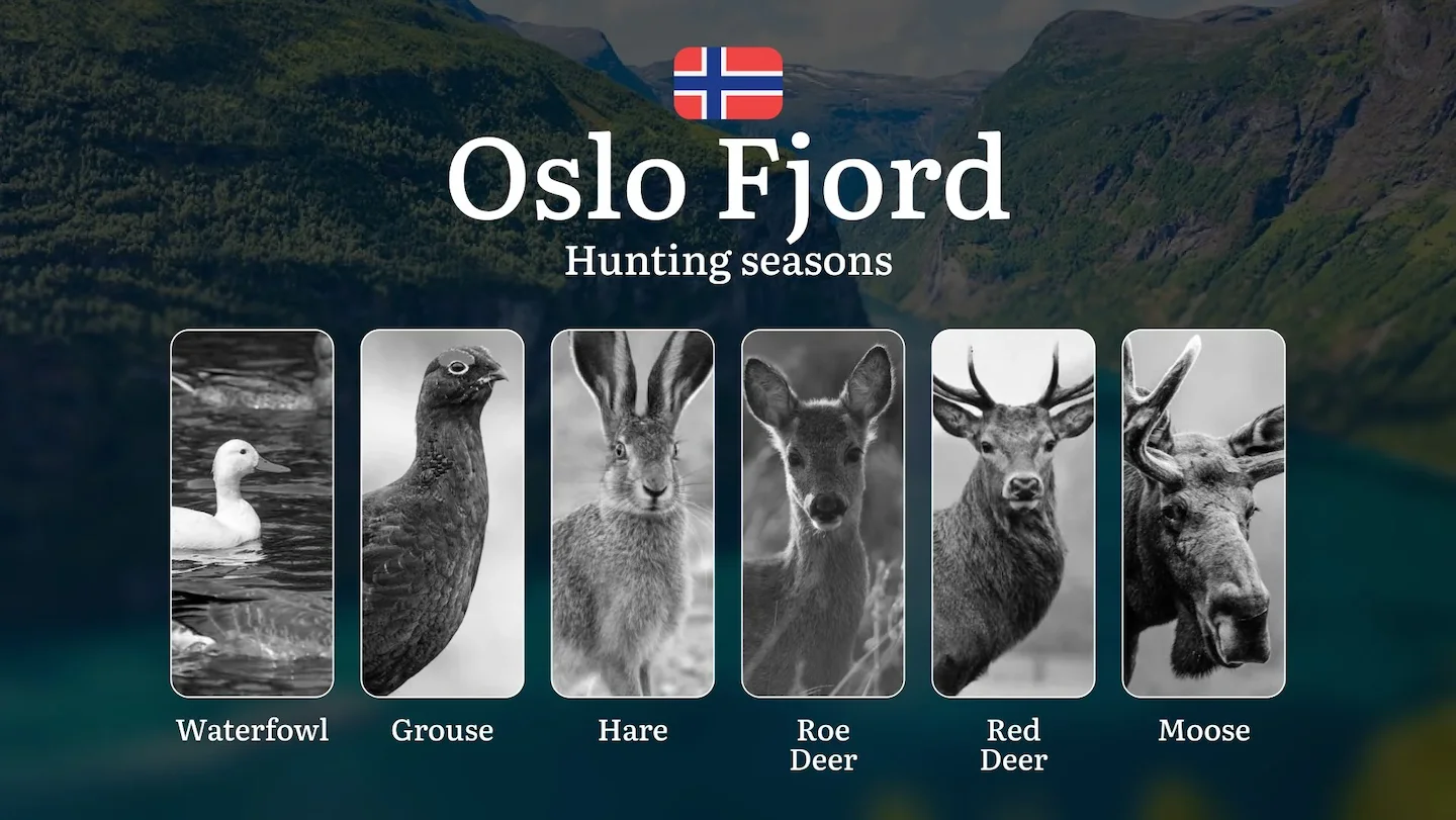 Hunting Seasons in Oslo Fjord: Restrictions, Bans, and Protected Species, Choosing Timing, Gear, and Tactics