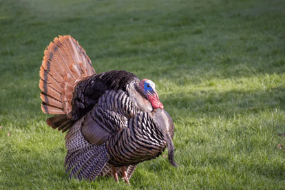 Missouri Spring Turkey Season 2026: MDC Reports Harvest Exceeds 50,000 Birds