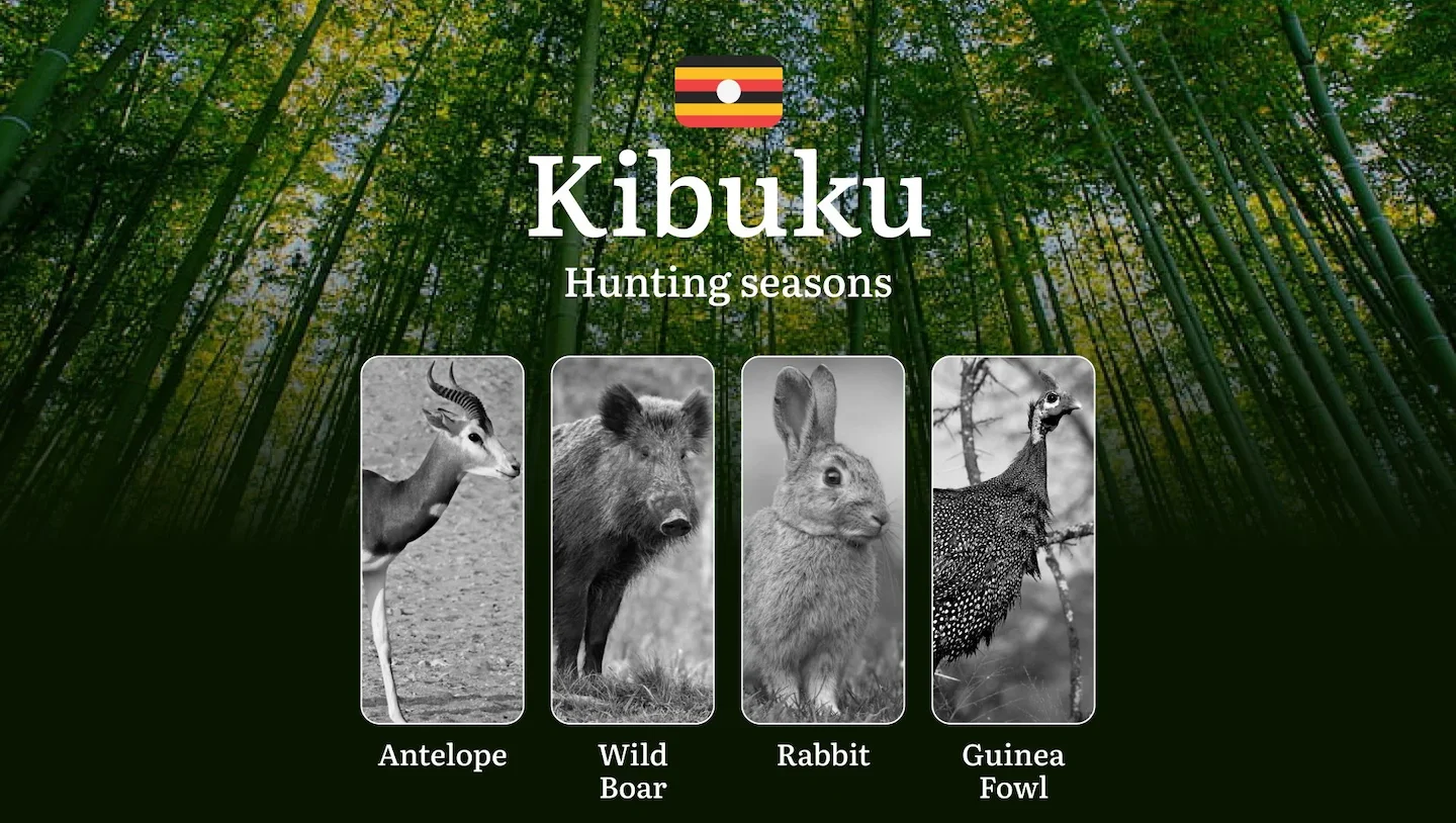 Kibuku: Designated Hunting Periods, Legal Limits, Licensing, Penalties, Planning, Timing, and Gear