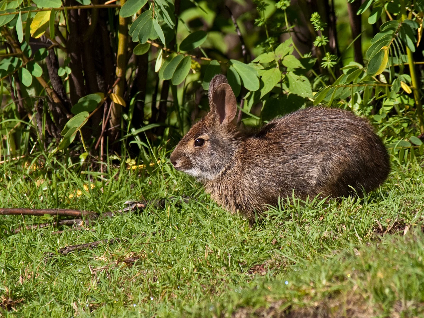 Photo of Omilteme-watervlerkony (Sylvilagus insonus)